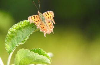 De Wildlife Garden in mei