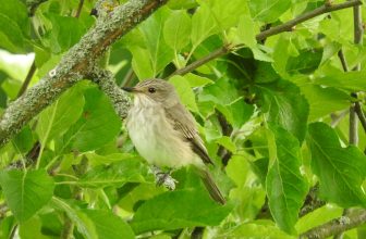 De Wildlife Garden in juni