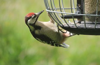 De Wildlife Garden in juli