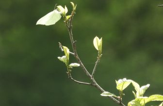 De natuurtuin in april